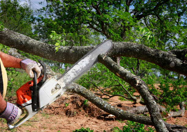  Shavertown, PA Tree Services Pros